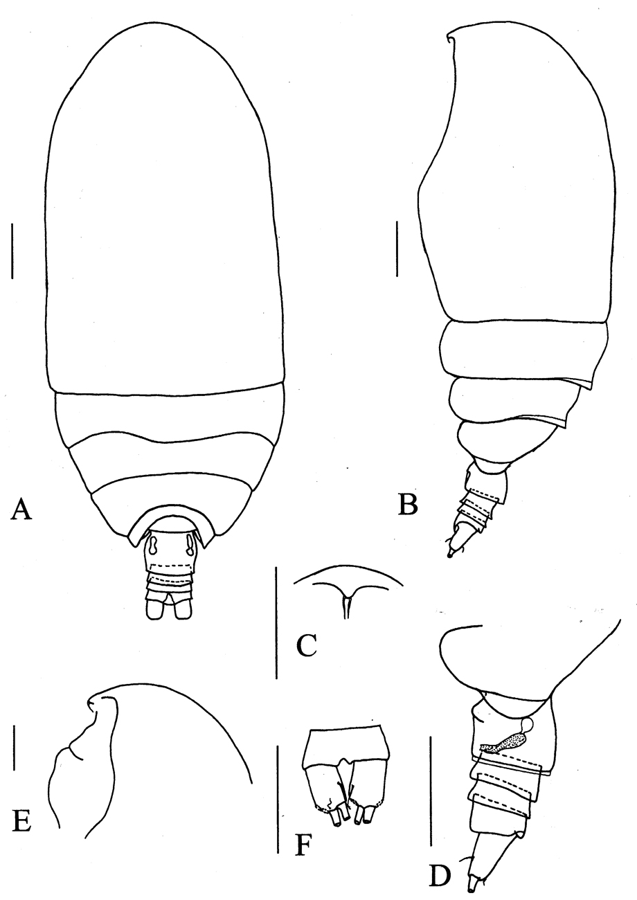 Espèce Brodskius benthopelagicus - Planche 1 de figures morphologiques