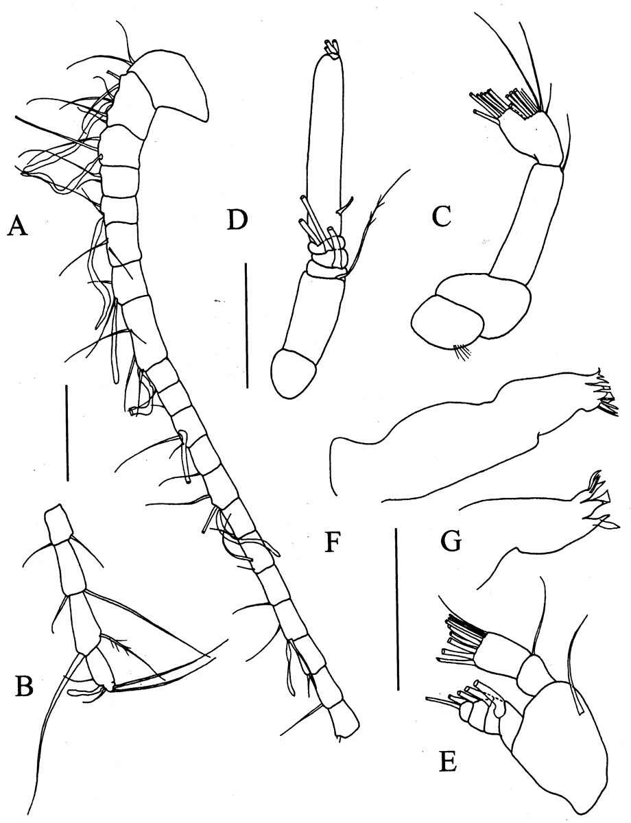 Espèce Brodskius benthopelagicus - Planche 2 de figures morphologiques
