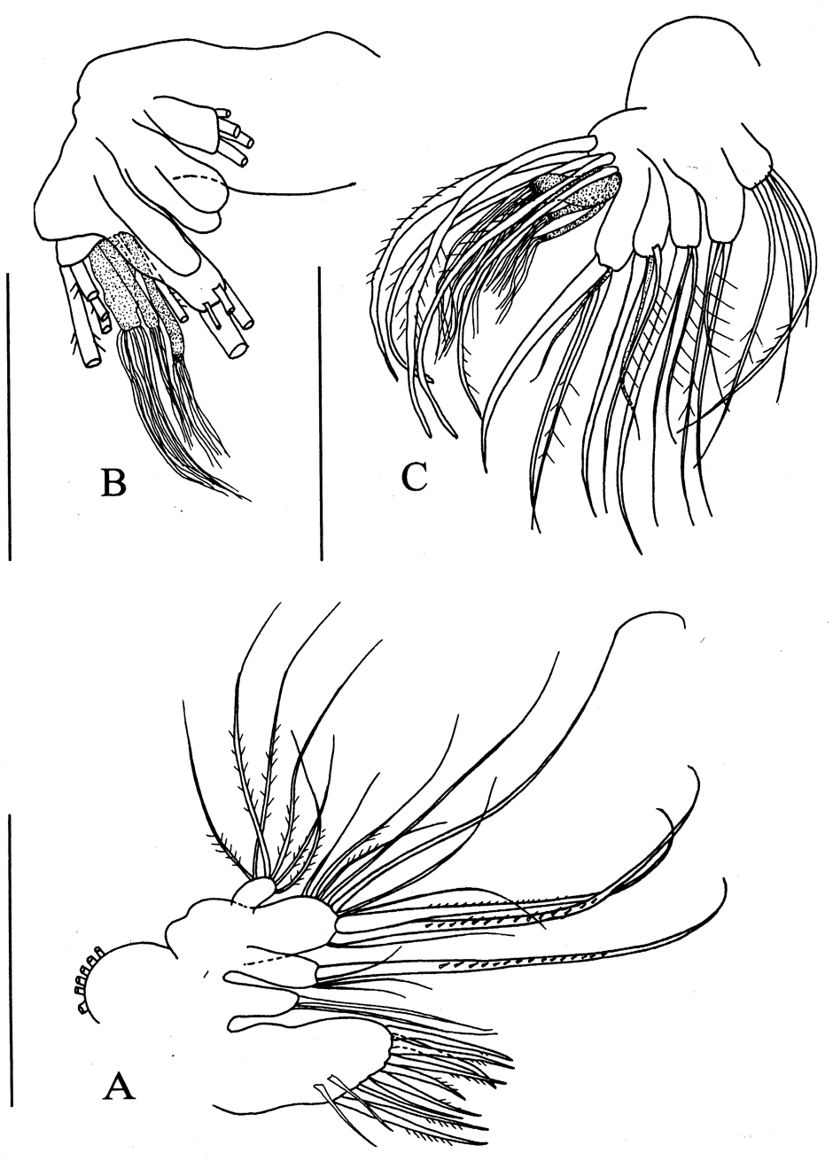 Espèce Brodskius benthopelagicus - Planche 3 de figures morphologiques