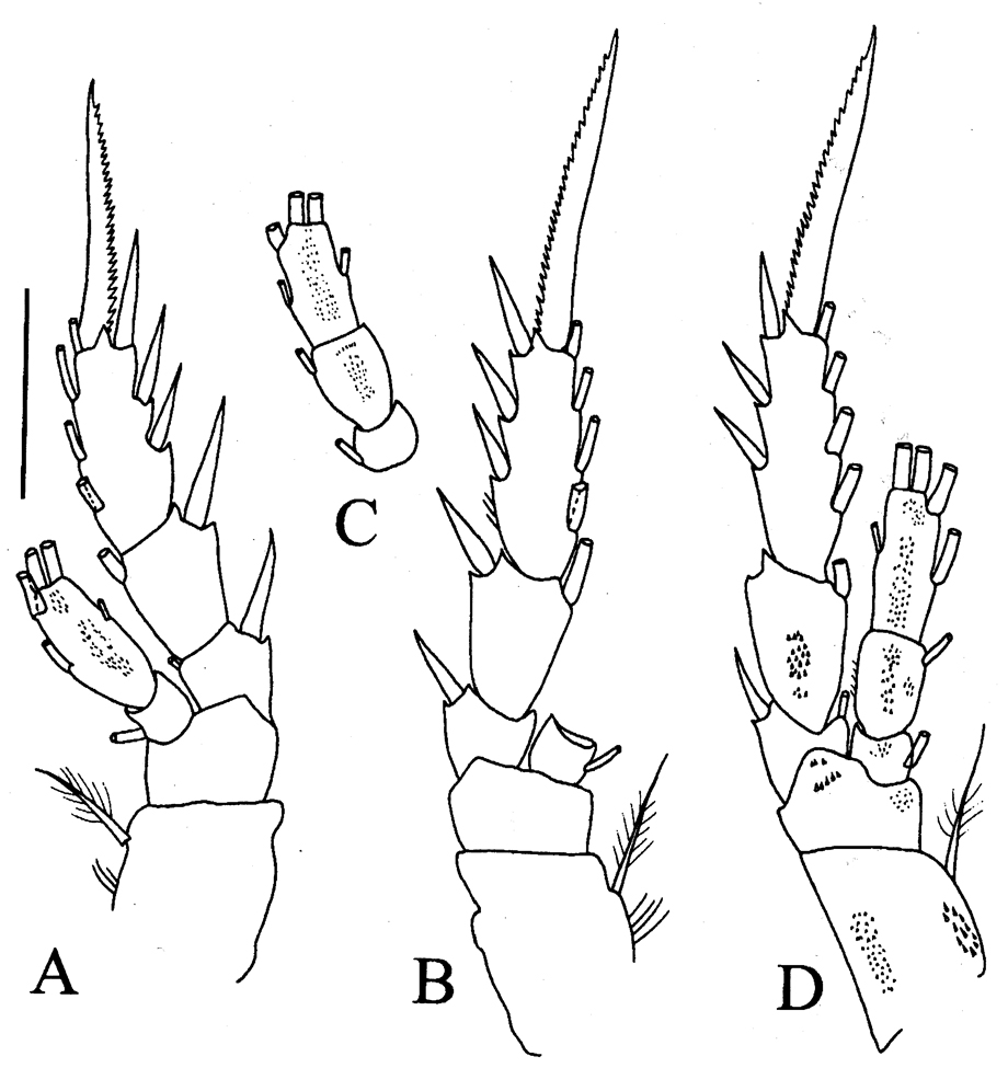 Espèce Brodskius benthopelagicus - Planche 5 de figures morphologiques