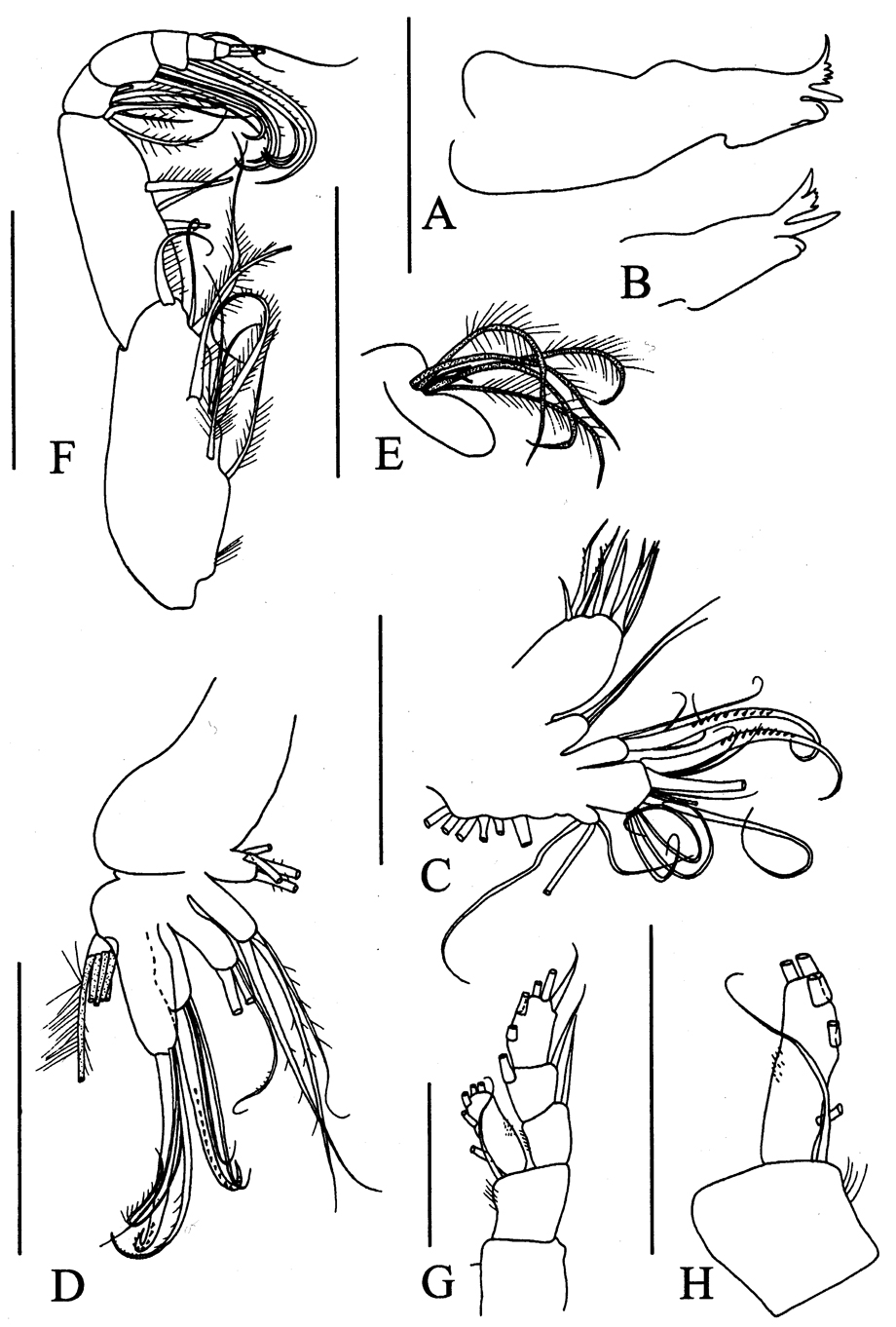 Espèce Brodskius robustipes - Planche 1 de figures morphologiques