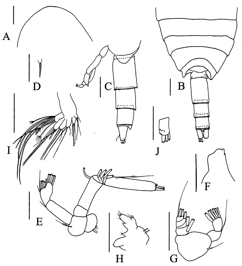 Espèce Brodskius sp. - Planche 1 de figures morphologiques