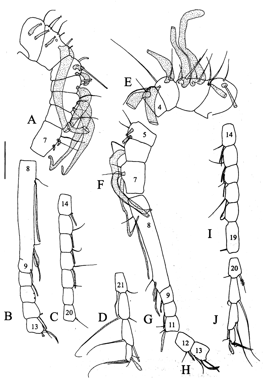 Species Brodskius sp. - Plate 2 of morphological figures