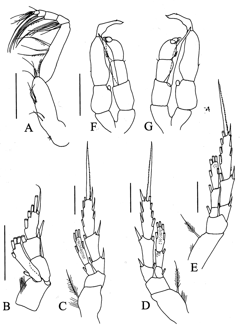 Espèce Brodskius sp. - Planche 3 de figures morphologiques