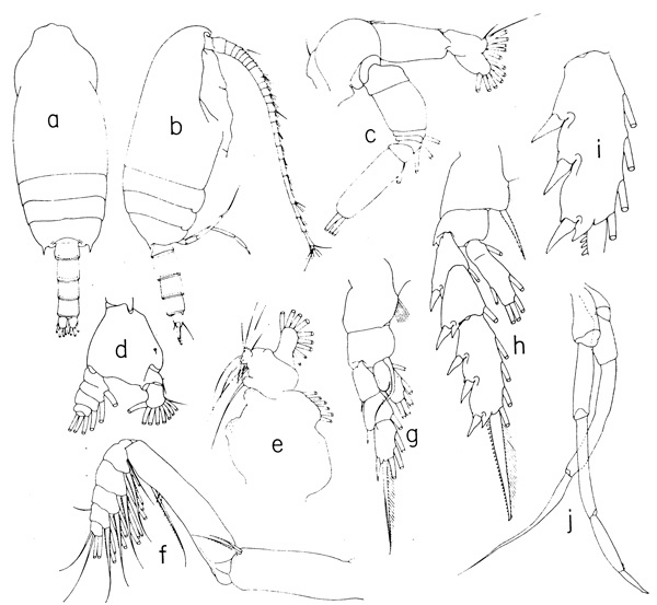 Espèce Chiridius poppei - Planche 2 de figures morphologiques