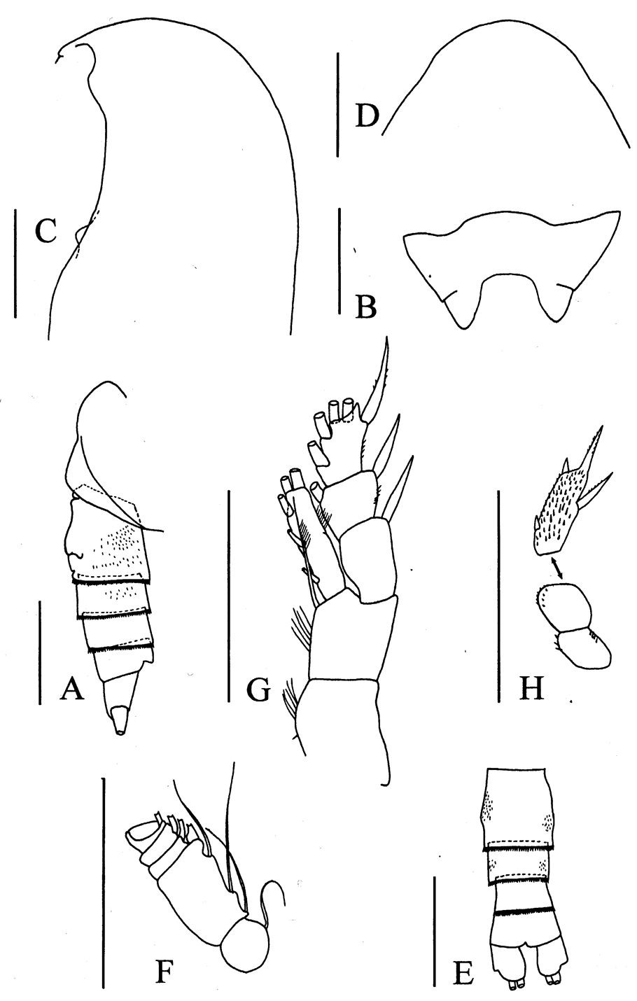 Espèce Byrathis laurenae - Planche 1 de figures morphologiques