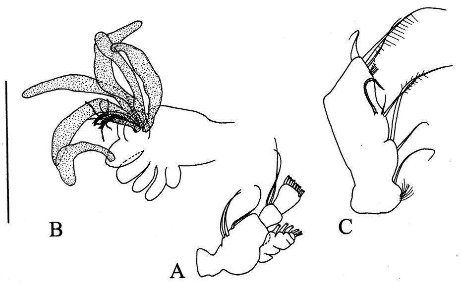Espèce Byrathis laurenae - Planche 2 de figures morphologiques