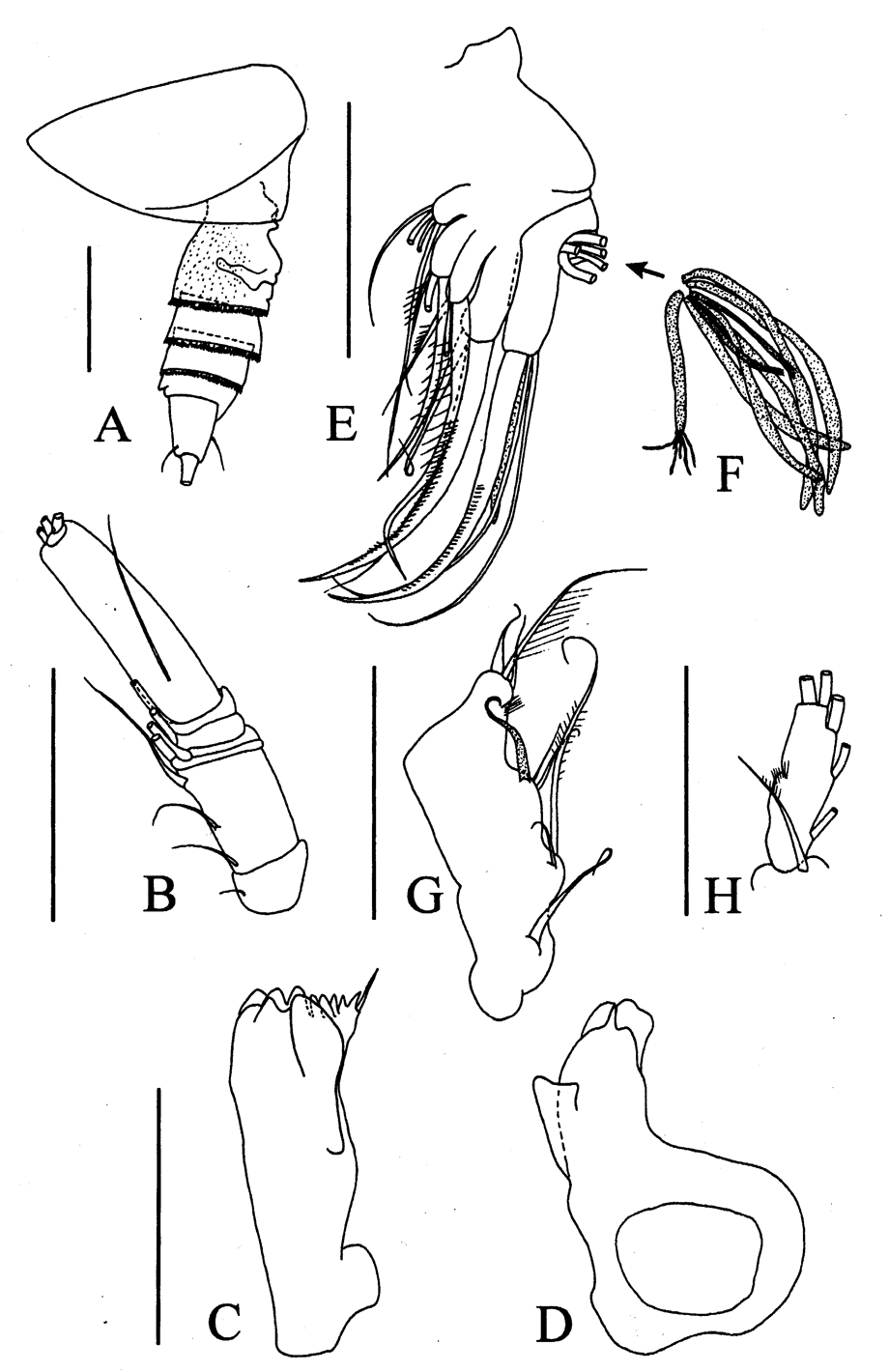 Espce Byrathis macrocephalon - Planche 1 de figures morphologiques