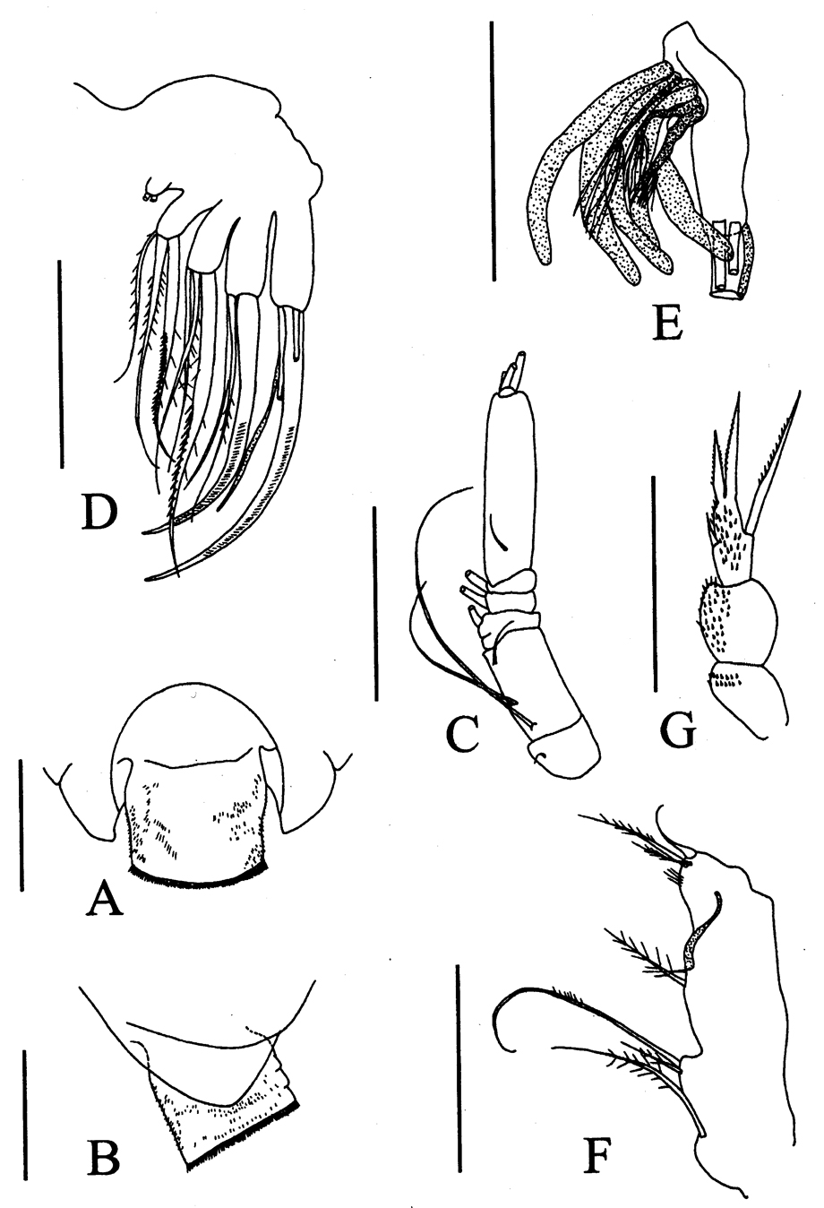 Species Byrathis sp. - Plate 1 of morphological figures