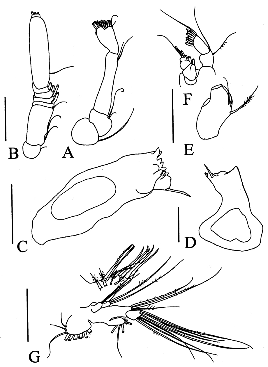 Espèce Omorius atypicus - Planche 2 de figures morphologiques