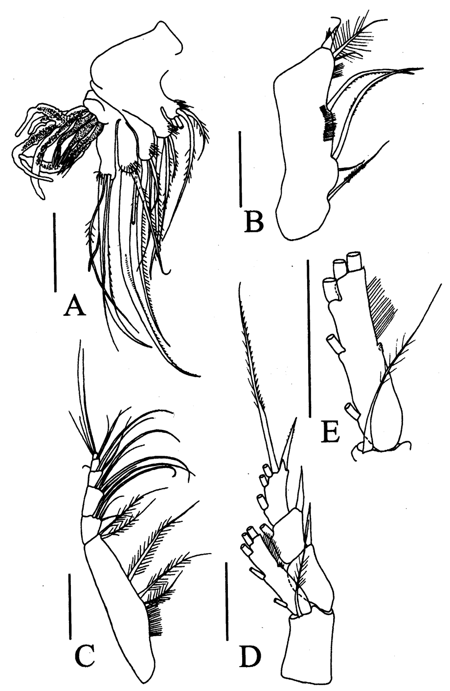 Species Omorius atypicus - Plate 3 of morphological figures