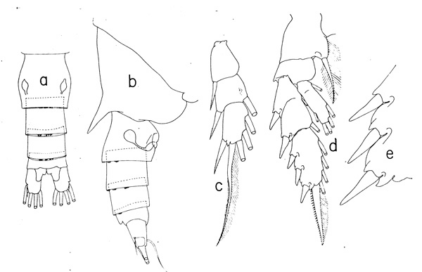Espce Chiridius gracilis - Planche 4 de figures morphologiques