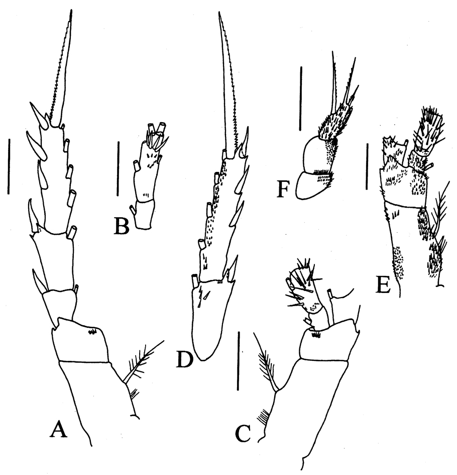 Espèce Omorius atypicus - Planche 4 de figures morphologiques