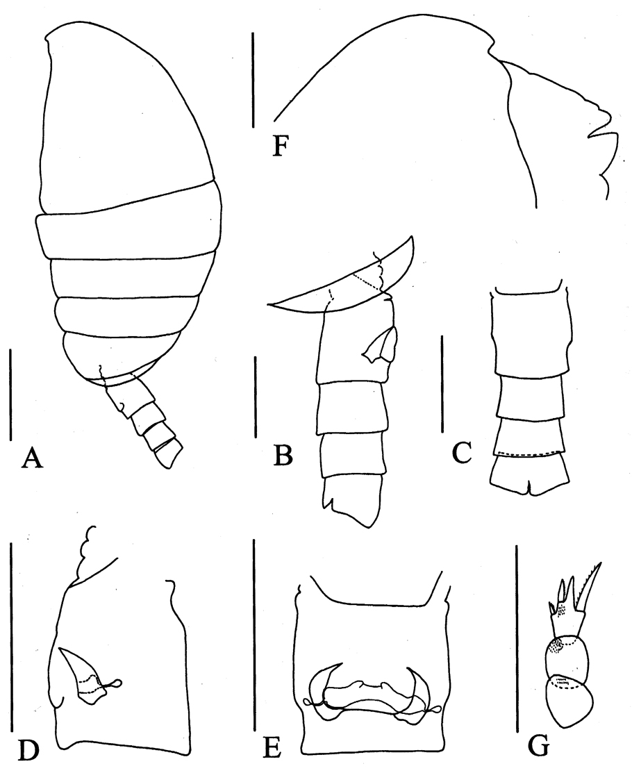 Espèce Rythabis heptneri - Planche 1 de figures morphologiques