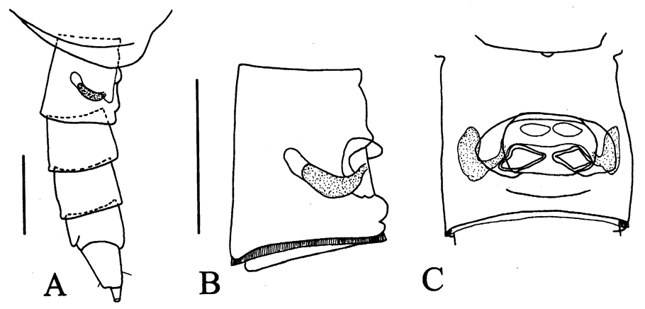 Espèce Rythabis schulzi - Planche 1 de figures morphologiques