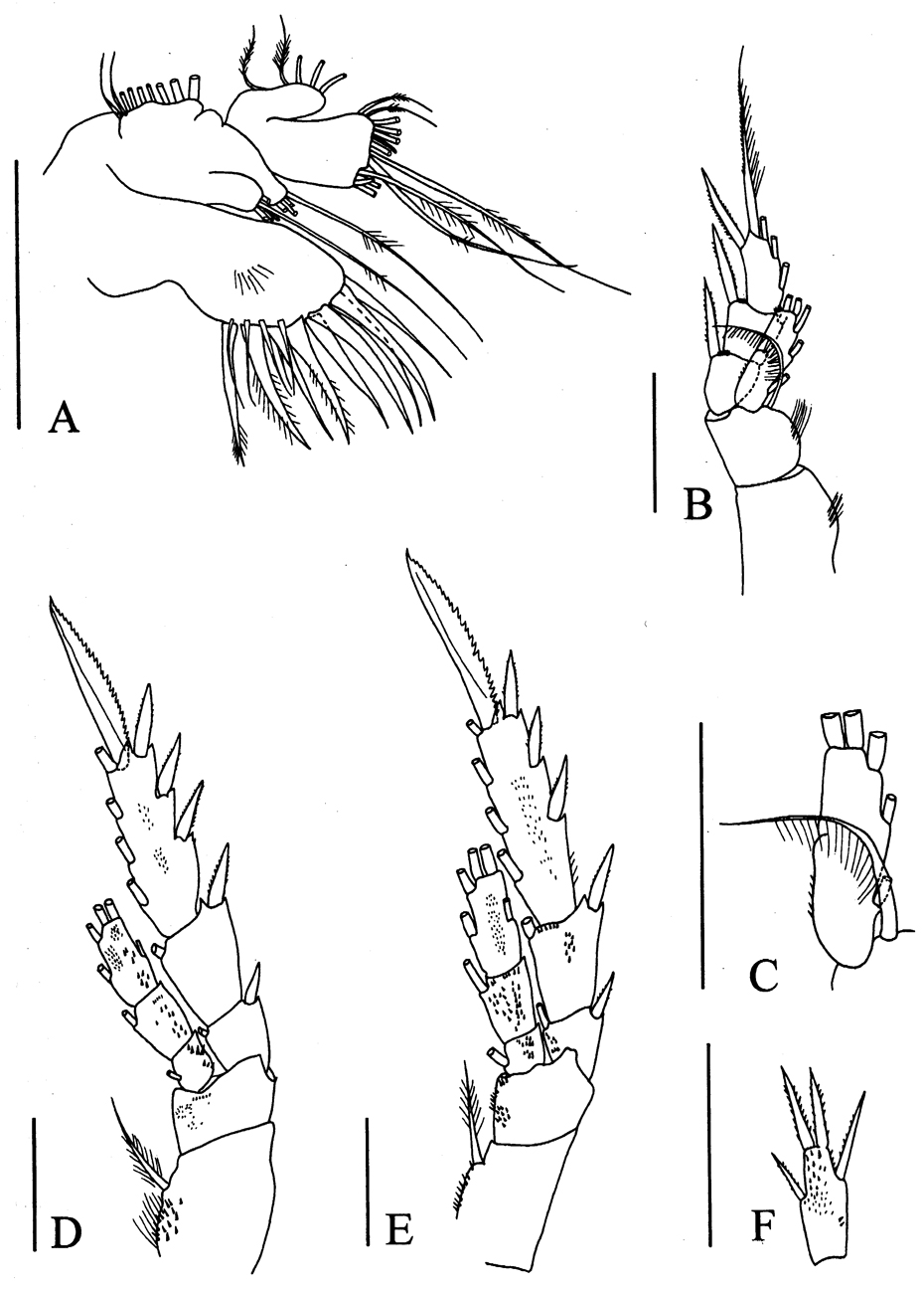 Espèce Rythabis schulzi - Planche 3 de figures morphologiques
