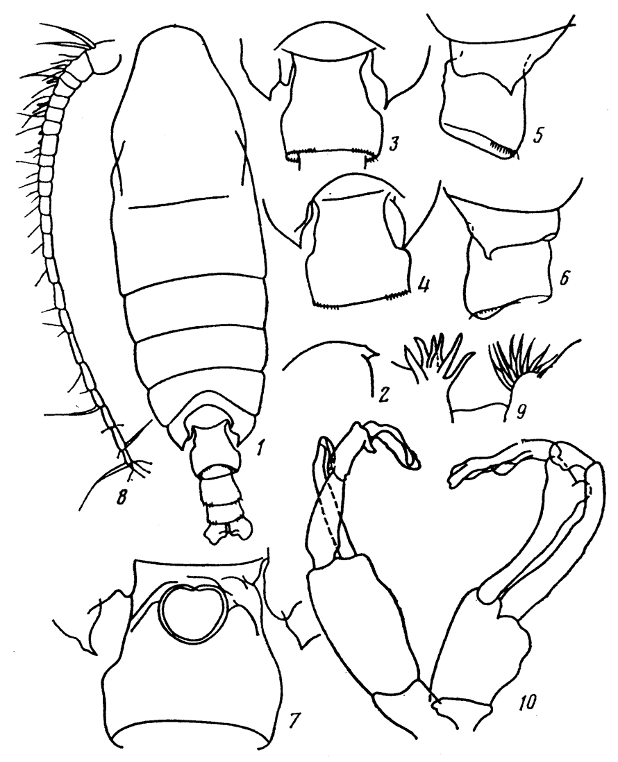 Espce Pseudochirella spectabilis - Planche 10 de figures morphologiques