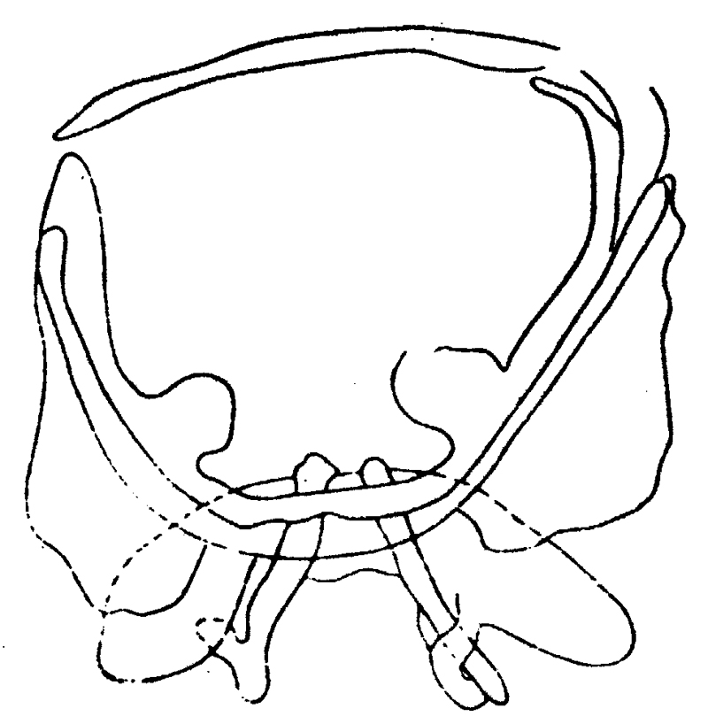 Espce Pseudochirella spectabilis - Planche 11 de figures morphologiques