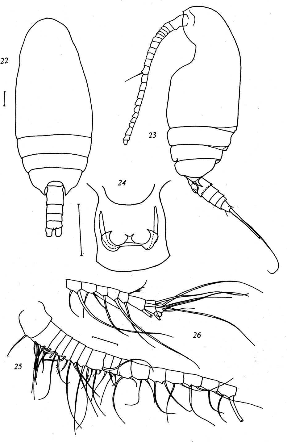 Species Paracomantenna minor - Plate 4 of morphological figures