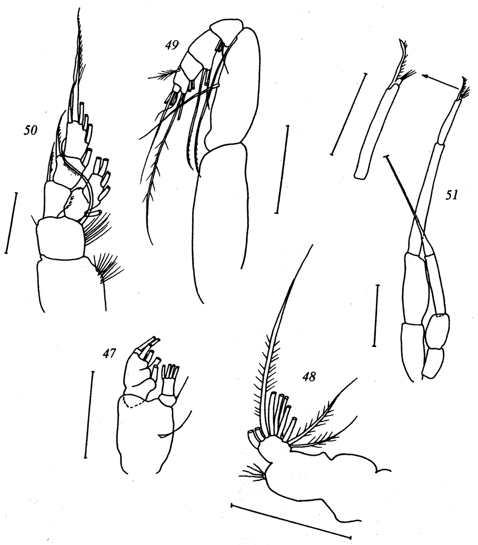 Espce Paracomantenna minor - Planche 8 de figures morphologiques