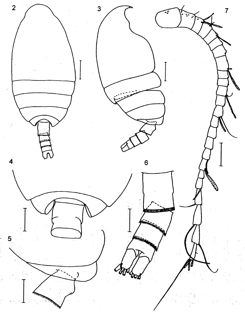 Espèce Plesioscolecithrix juhlae - Planche 1 de figures morphologiques