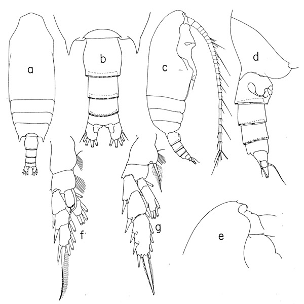 Espce Chiridius mexicanus - Planche 1 de figures morphologiques