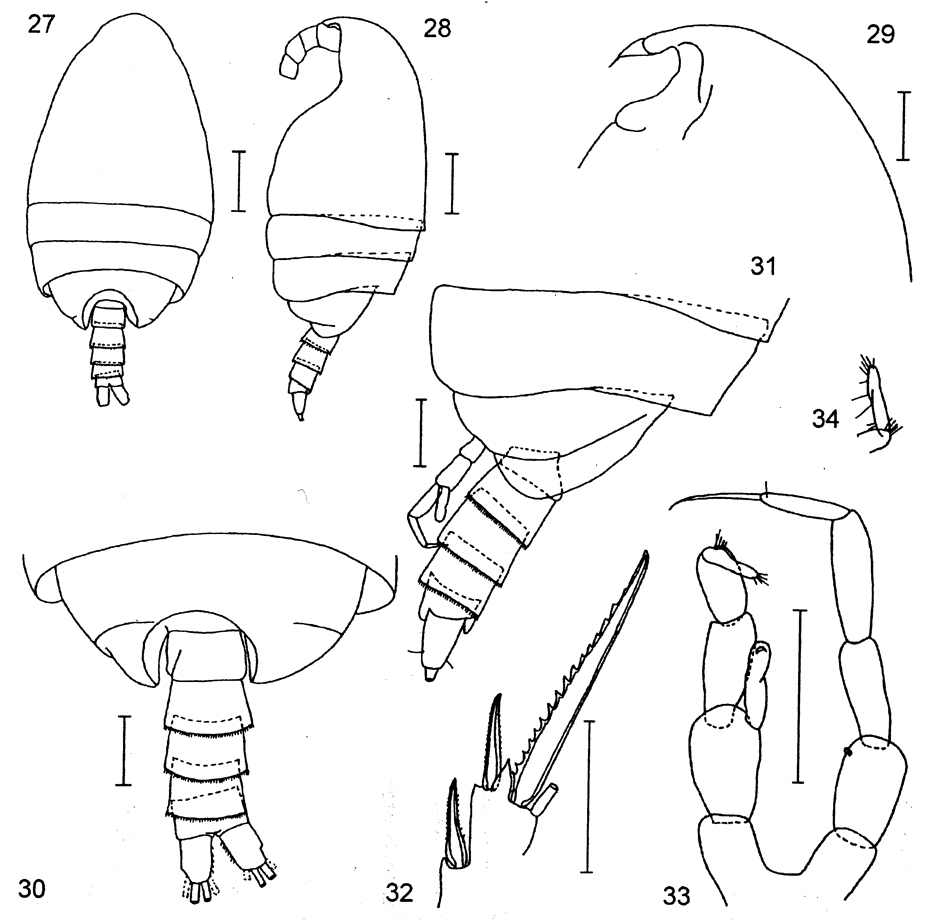 Espèce Plesioscolecithrix juhlae - Planche 2 de figures morphologiques
