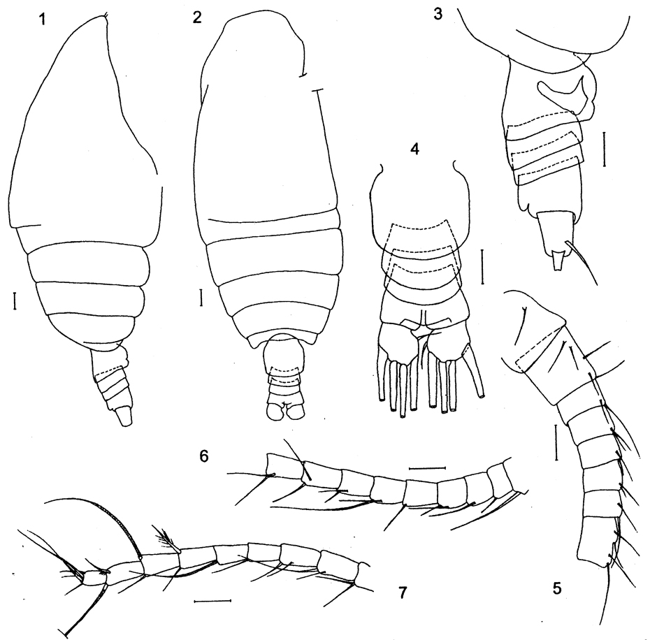Species Arctokonstantinus hardingi - Plate 1 of morphological figures