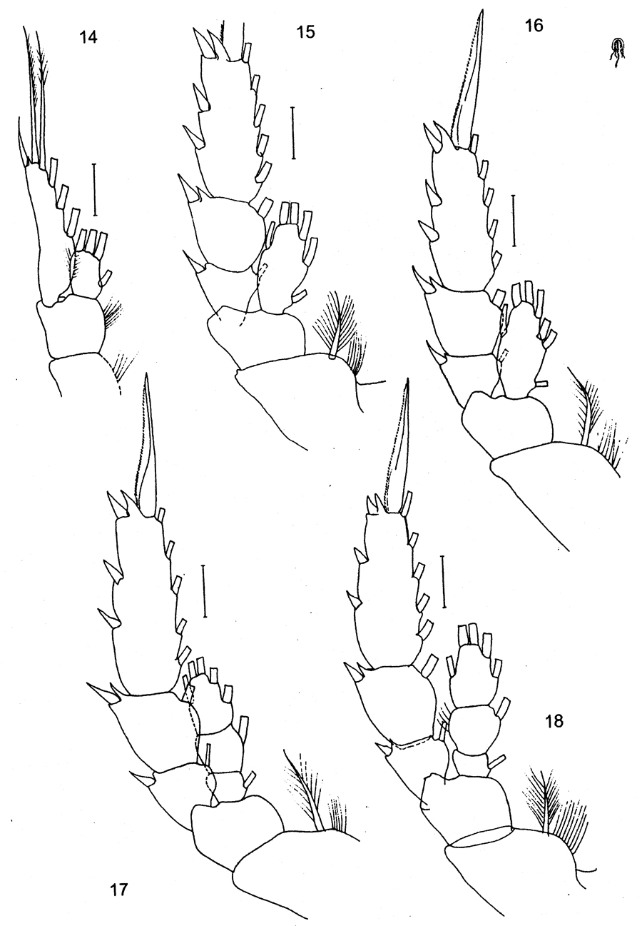 Species Arctokonstantinus hardingi - Plate 3 of morphological figures