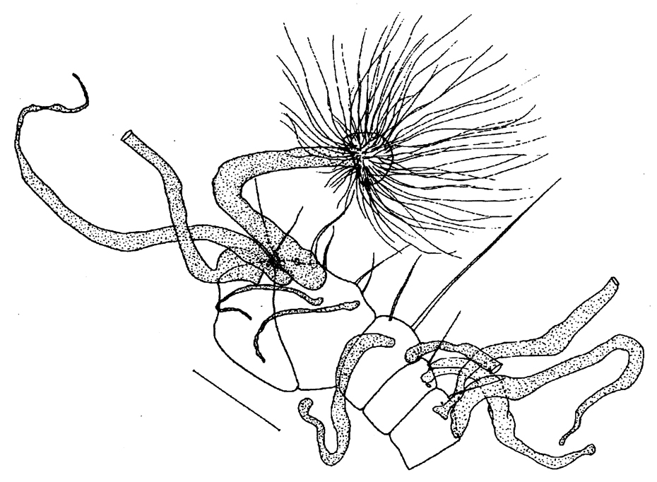 Species Kirnesius groenlandicus - Plate 3 of morphological figures