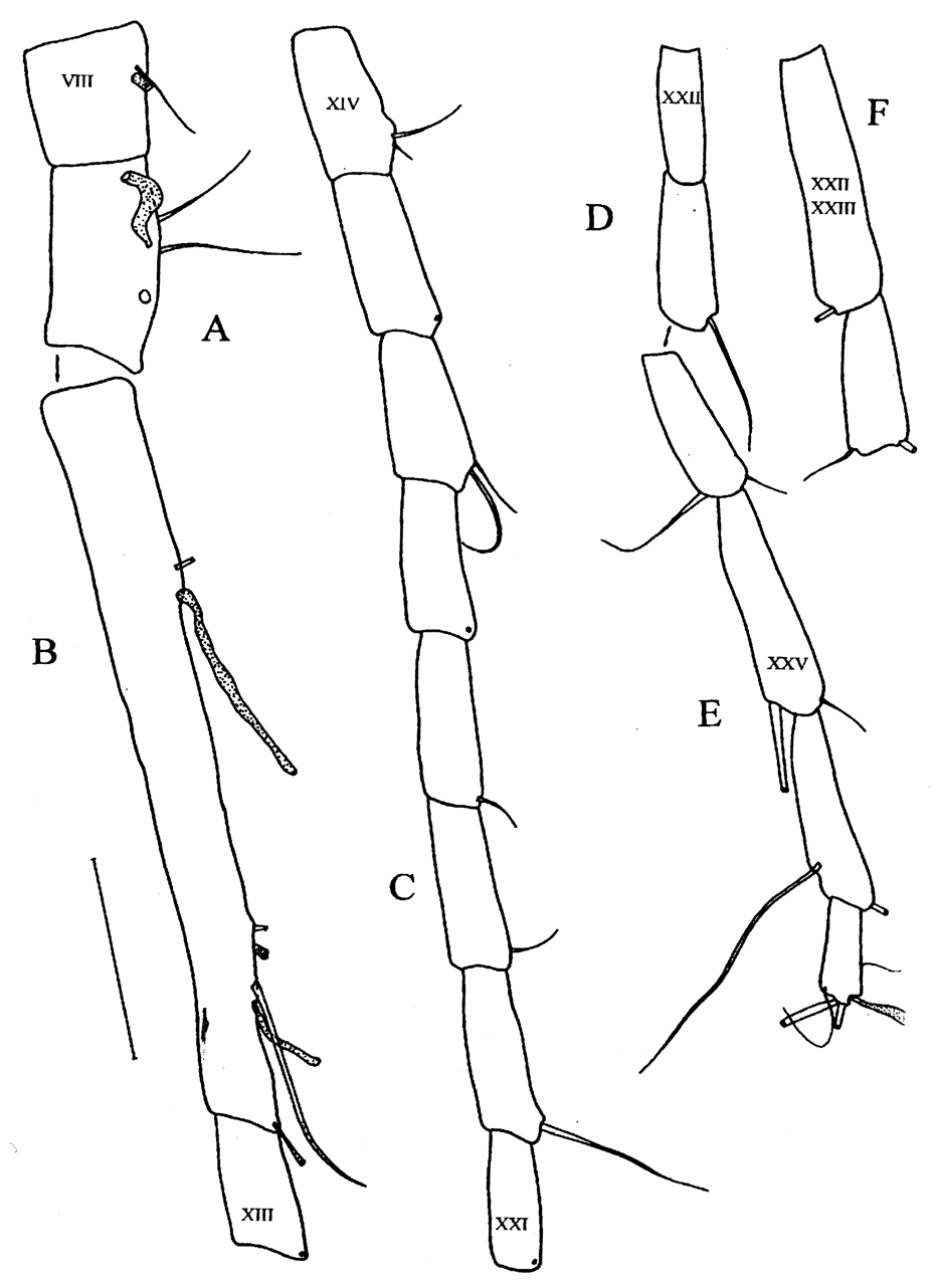 Species Kirnesius groenlandicus - Plate 4 of morphological figures