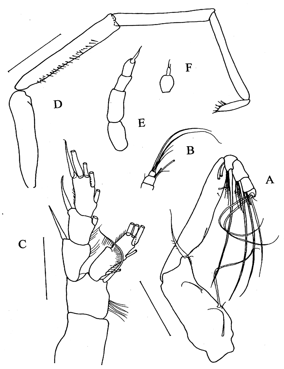 Species Kirnesius groenlandicus - Plate 6 of morphological figures