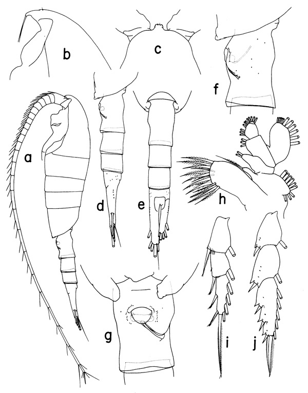 Species Disseta scopularis - Plate 1 of morphological figures