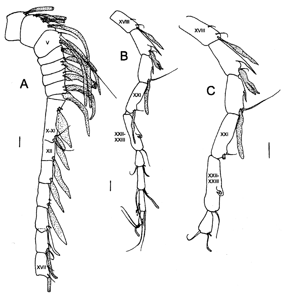 Espèce Sensiava longiseta - Planche 2 de figures morphologiques