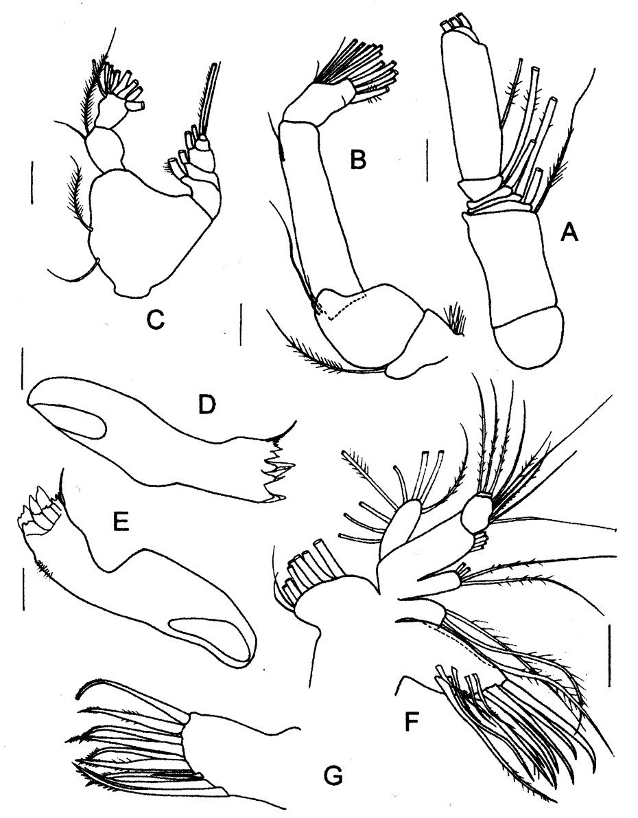 Espèce Sensiava longiseta - Planche 4 de figures morphologiques