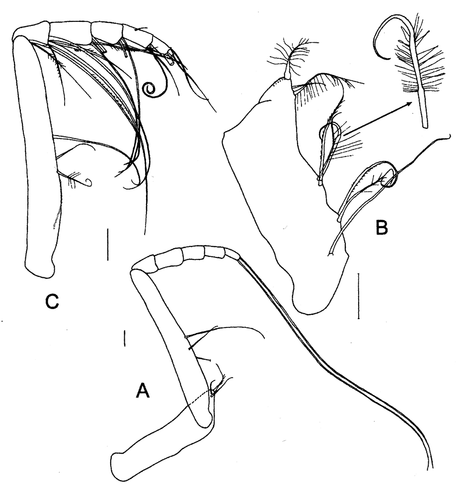 Espèce Sensiava longiseta - Planche 6 de figures morphologiques