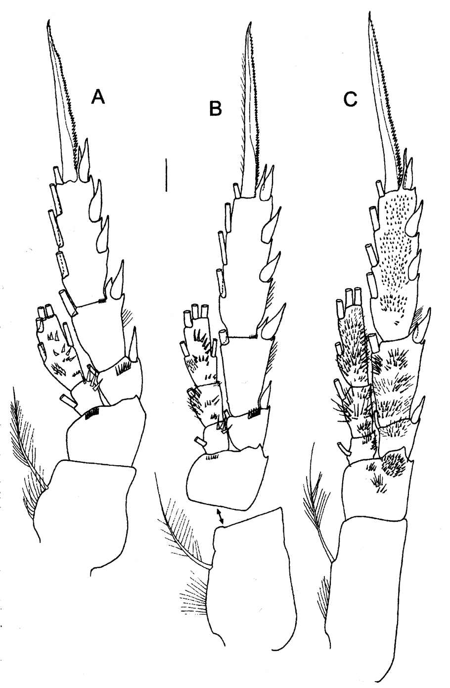 Espèce Sensiava longiseta - Planche 7 de figures morphologiques