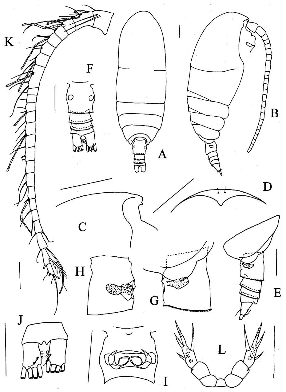 Espèce Brodskius abyssalis - Planche 1 de figures morphologiques