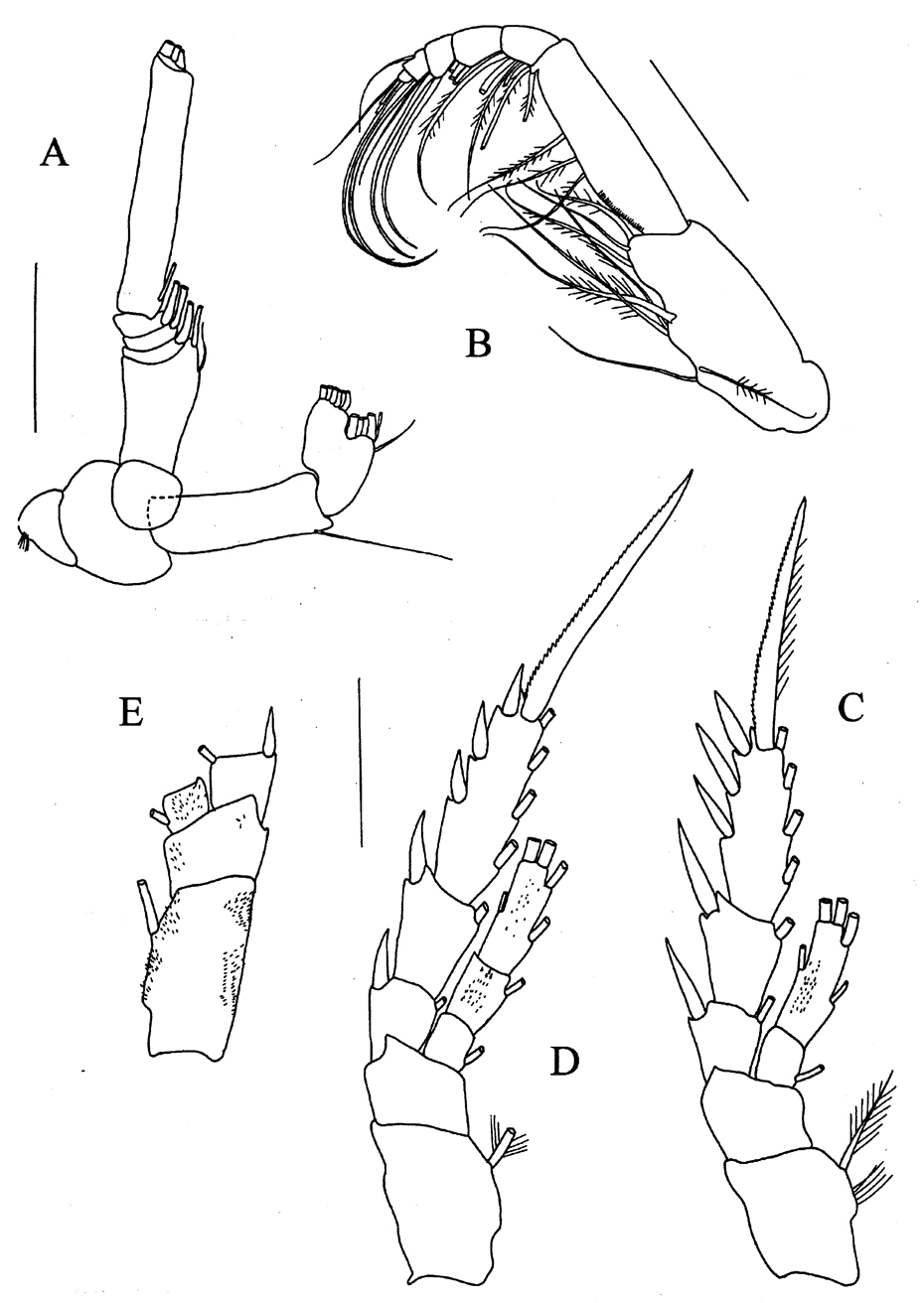 Espèce Brodskius abyssalis - Planche 2 de figures morphologiques