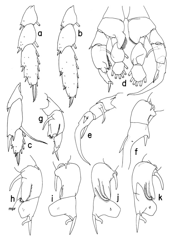 Species Disseta scopularis - Plate 2 of morphological figures
