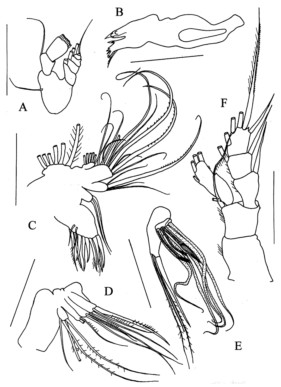 Espèce Brodskius abyssalis - Planche 3 de figures morphologiques