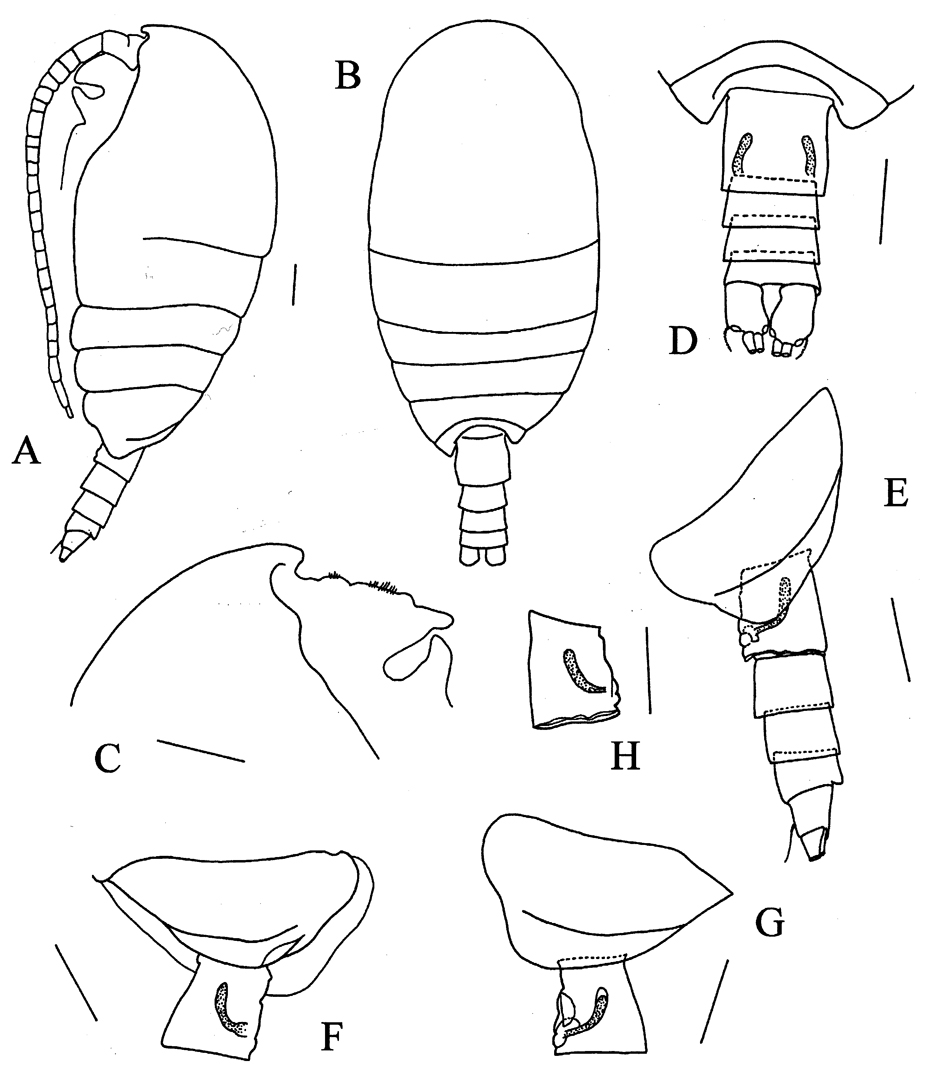 Espèce Rythabis asymmetrica - Planche 1 de figures morphologiques