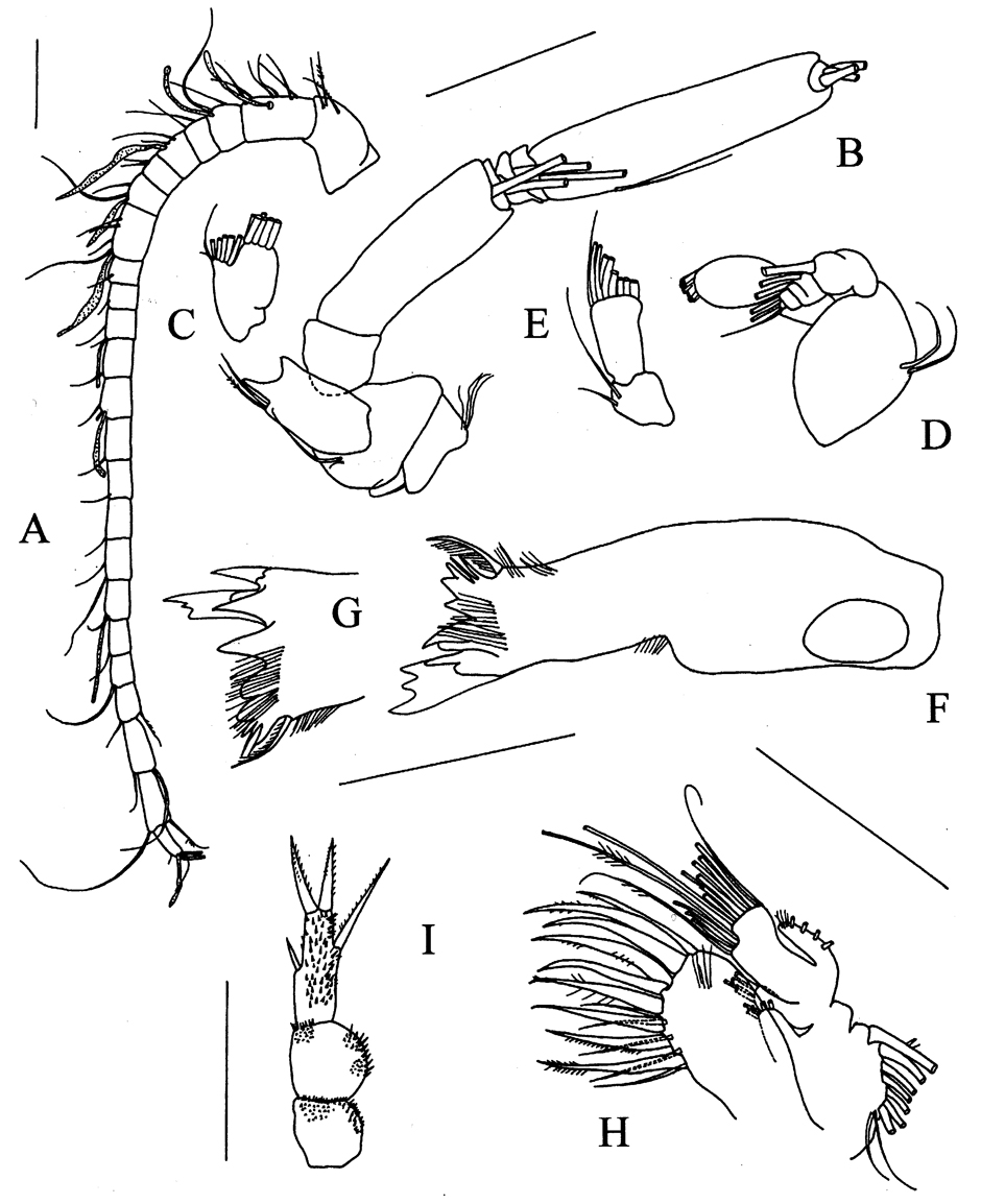 Species Rythabis asymmetrica - Plate 2 of morphological figures