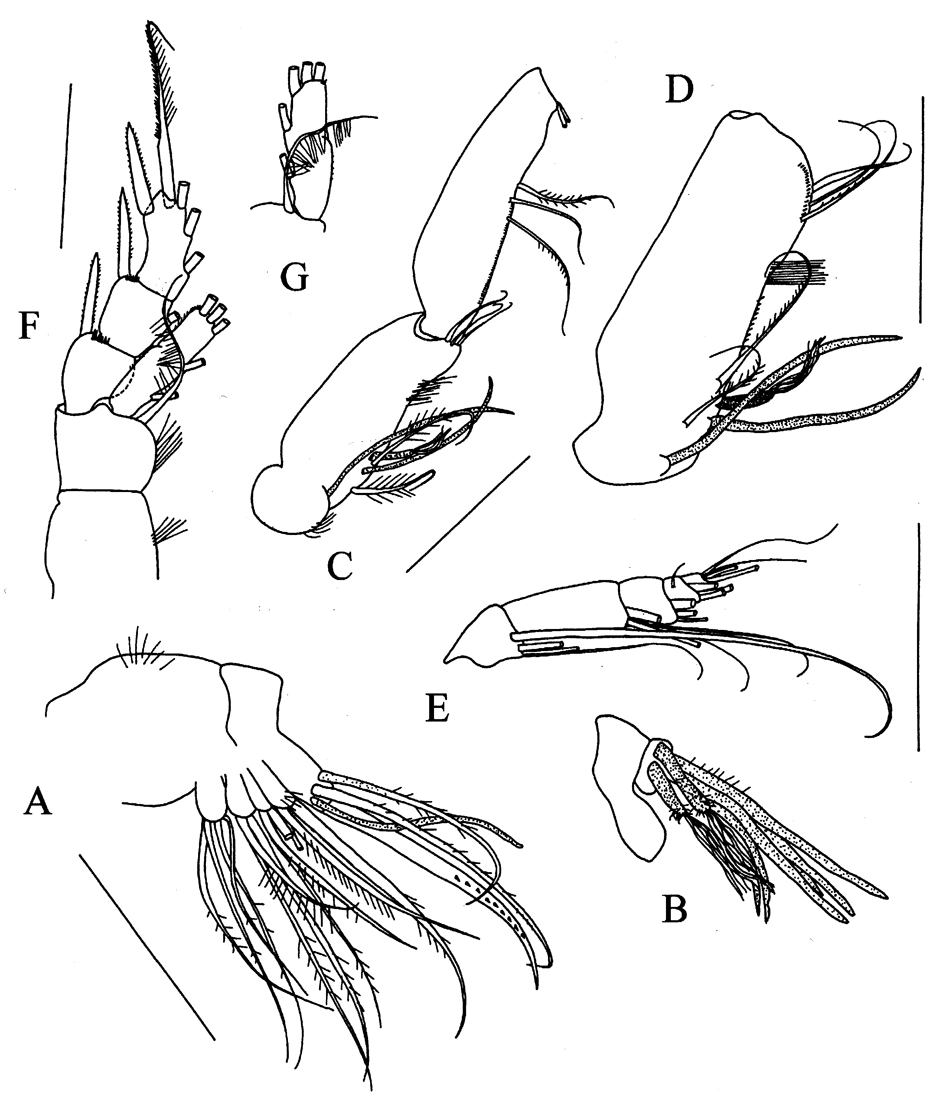 Species Rythabis asymmetrica - Plate 3 of morphological figures