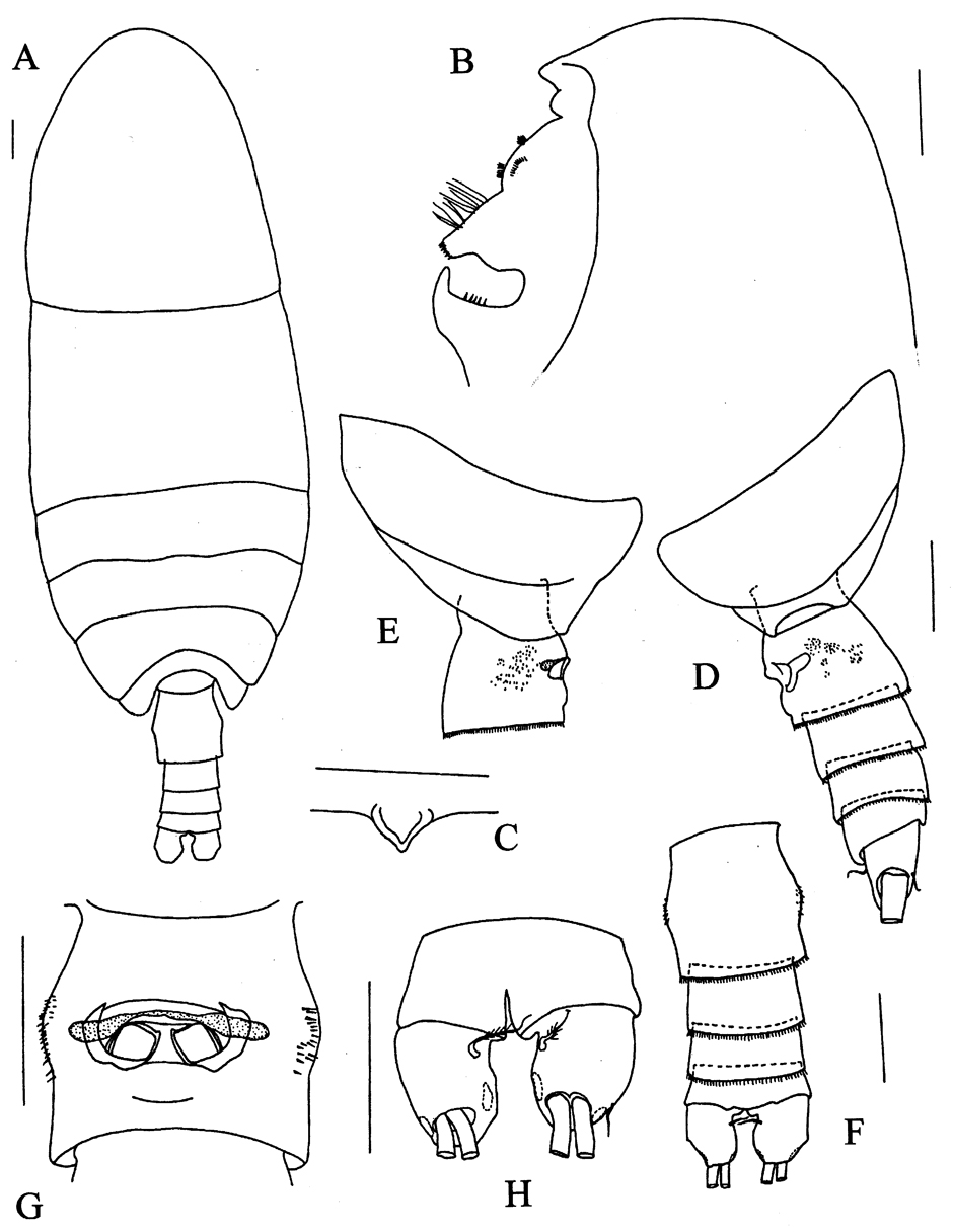 Espèce Omorius curvispinus - Planche 1 de figures morphologiques