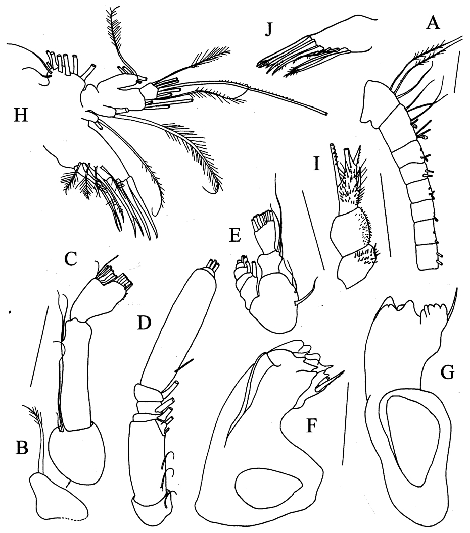 Espèce Omorius curvispinus - Planche 2 de figures morphologiques