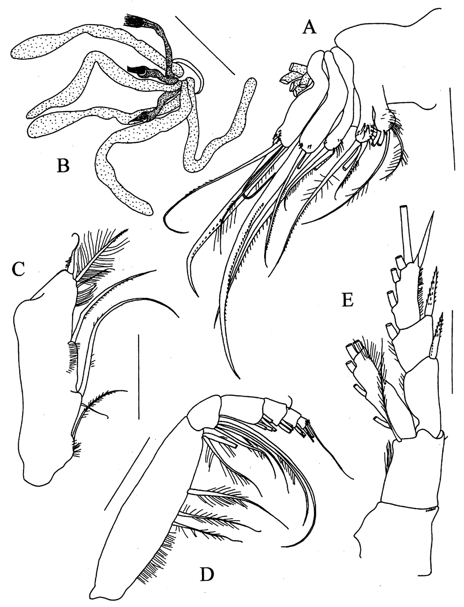 Espèce Omorius curvispinus - Planche 3 de figures morphologiques