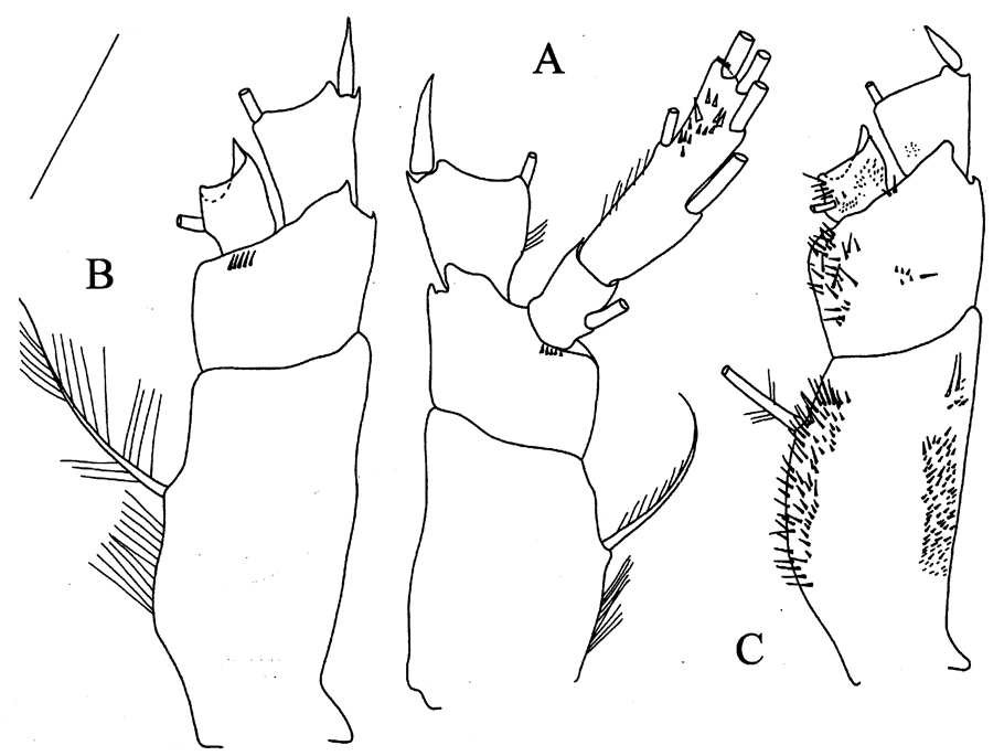 Espèce Omorius curvispinus - Planche 4 de figures morphologiques