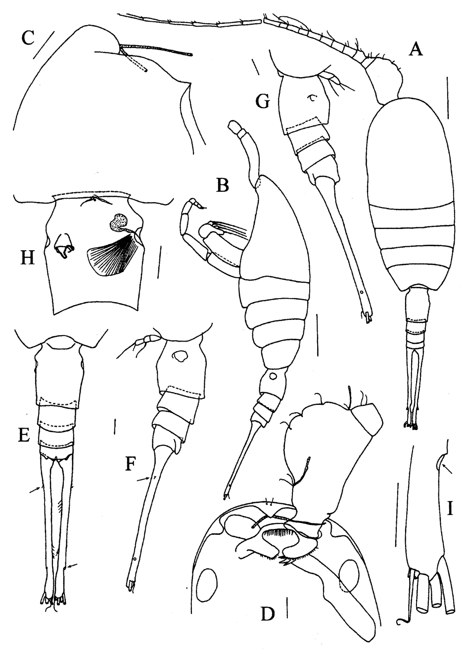 Species Lamiantennula longifurca - Plate 1 of morphological figures