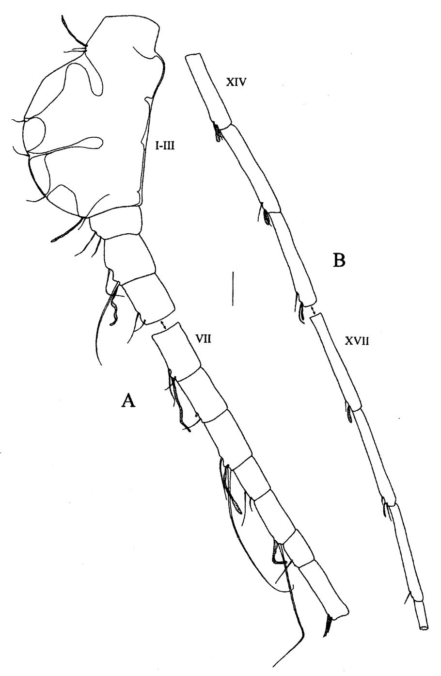 Species Lamiantennula longifurca - Plate 2 of morphological figures